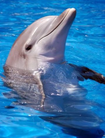 Those Incredible Dolphins! | Alpha Omega Institute