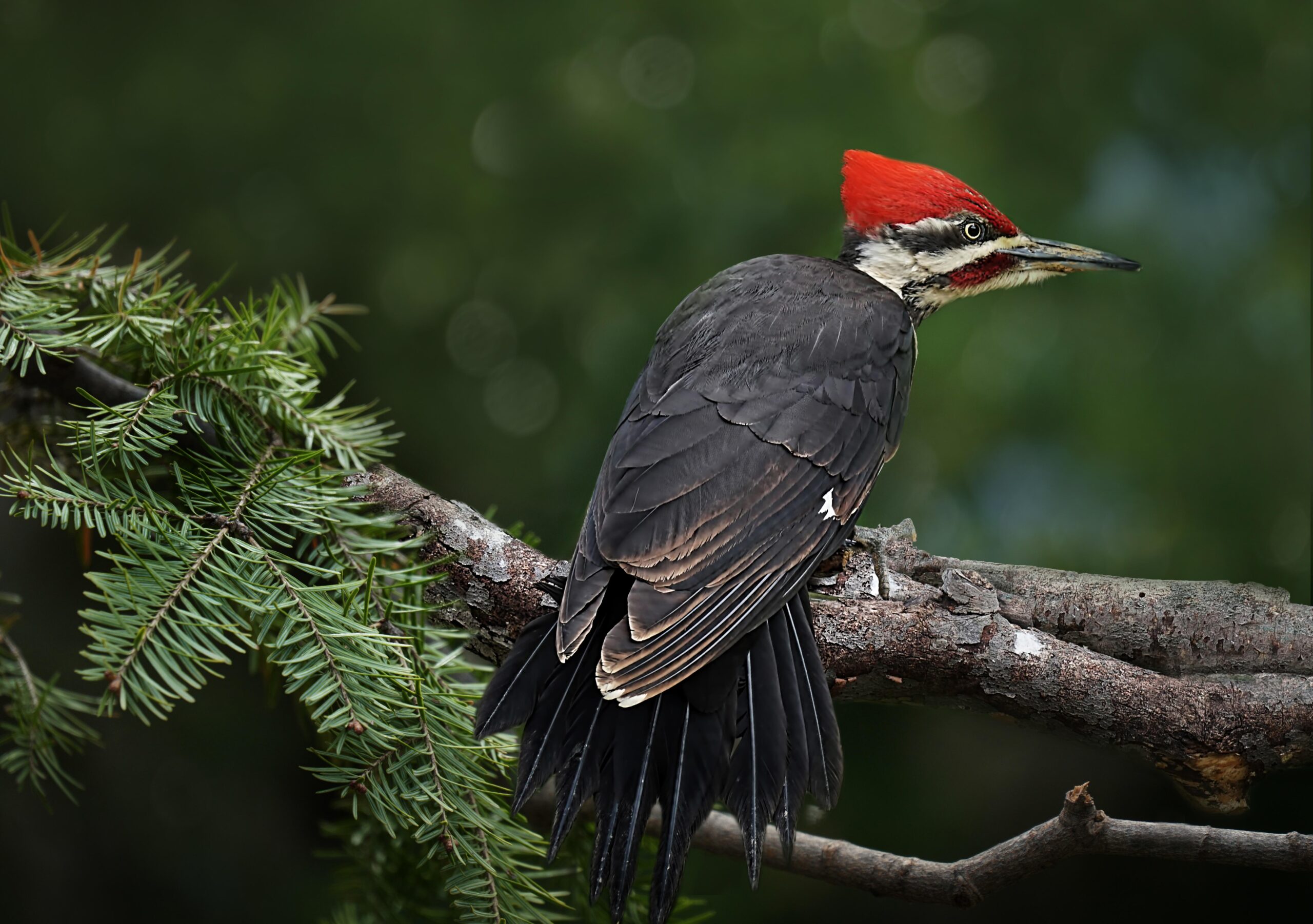 Звук дятла. Дятел Кардинал. Pileated Woodpecker. Страшный дятел. Дятлы тропических лесов.